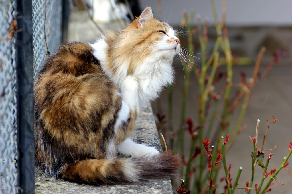 La Maison Des Chats Saint-Mary-le-Plain Exterior foto